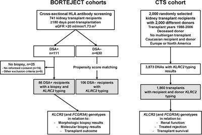 Deletion of the Natural Killer Cell Receptor NKG2C Encoding KLR2C Gene and Kidney Transplant Outcome